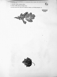 Phacidium lauri image